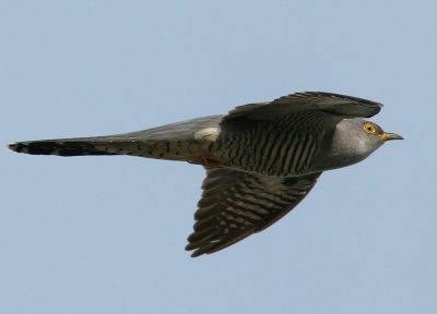 Gk - Cuckoo (Cuculus canorus)