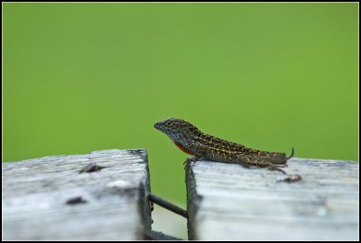 A Lizard
