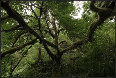 Mossy III