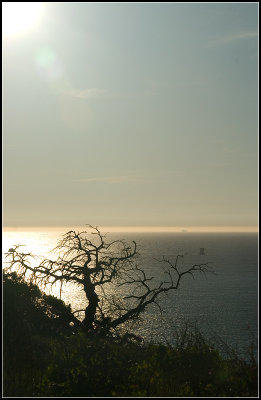 Tree Silhouette
