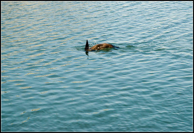 Seal II