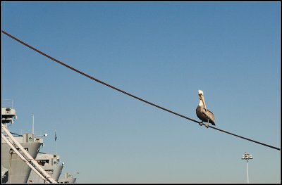 Bird on a Wire II