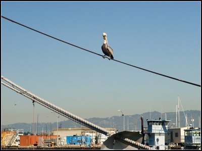 Bird on a Wire III
