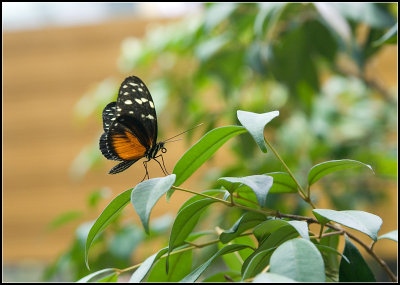 Aww, a Butterfly...