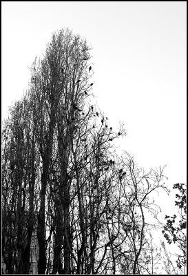A Pandemonium of Parrots
