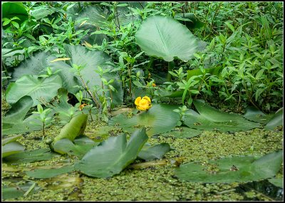 Swamp Flower