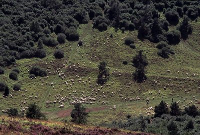 Moutons dans la valle