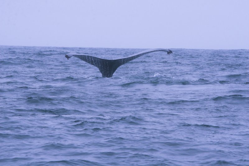 Monterey