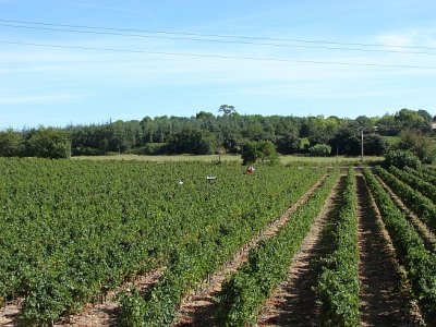 bc Domaine de Verchant vineyard started in 1500s.jpg