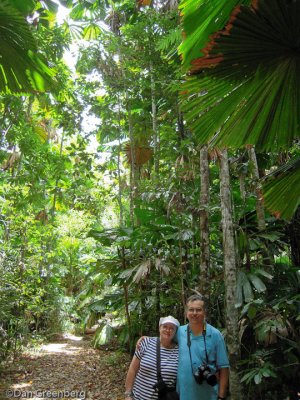 In the Daintree Rain Forest