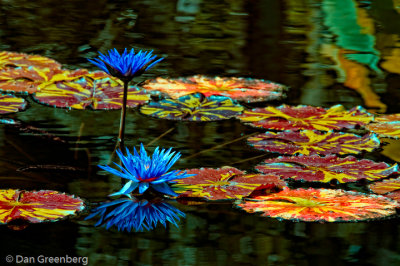 Off Color Water Lillies