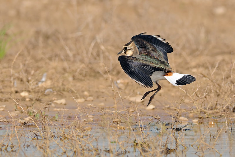 <h5>Lapwing- קיווית מצויצת -<i>Vanellus vanellus<i></h5>
