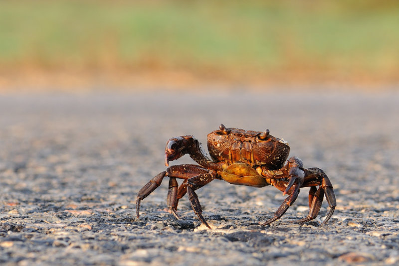 <h5>Freshwater crab - סרטן הנחלים - <i>Potamon potamios<i></h5>