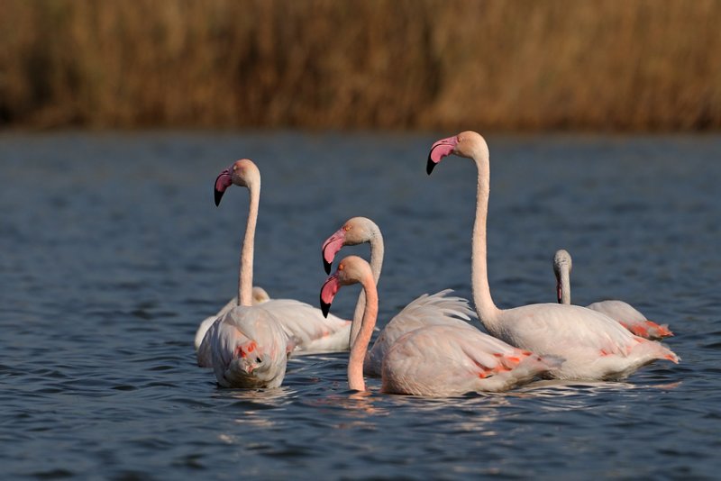 <h5>Flamingo - פלמינגו מצוי - <i>Phoenicopterus roseus<i></h5>