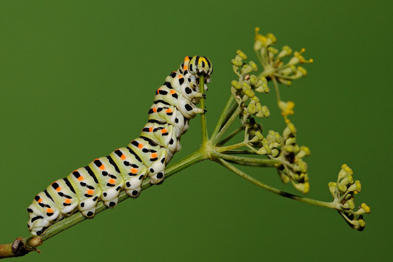 <h5>Old World Swallowtail - זנב-סנונית - <i>Papilio machaon<i></h5>