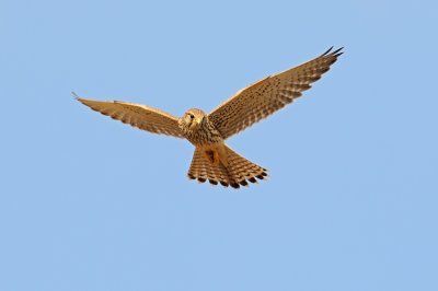 Common Kestrel - בז מצוי - Falco tinnunculus
