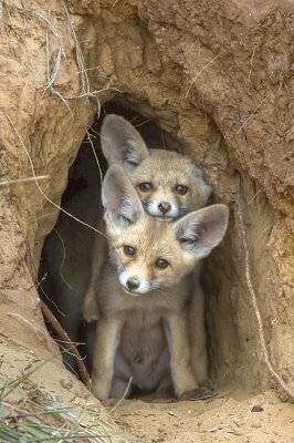 Red Fox - שועל מצוי - Vulpes vulpes