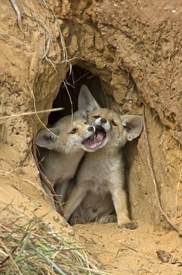 Red Fox - שועל מצוי - Vulpes vulpes