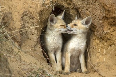 Red Fox - שועל מצוי - Vulpes vulpes