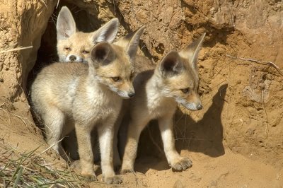 Red Fox - שועל מצוי - Vulpes vulpes