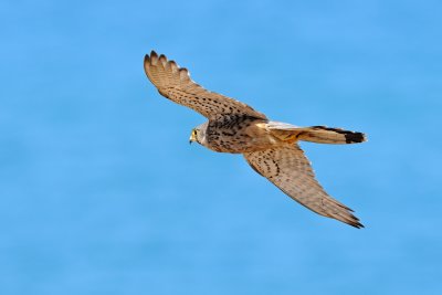 Common Kestrel - בז מצוי - Falco tinnunculus