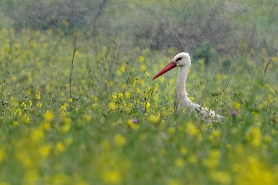 White Stork - חסידה לבנה - Ciconia ciconia
