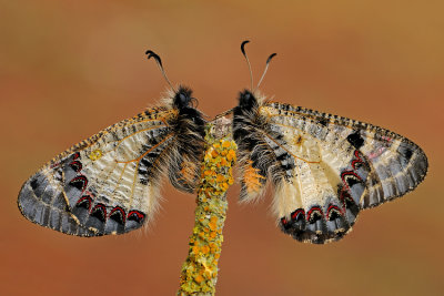 False Apollo - צבעוני שקוף - Archon apollinus