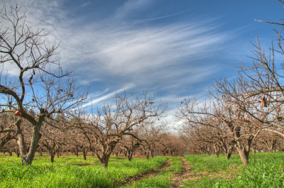 Persimmon orchard - מטע אפרסמונים