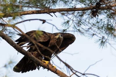 Steppe Eagle - עיט ערבות - Aquila nipalensis