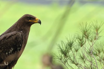 Steppe Eagle - עיט ערבות - Aquila nipalensis