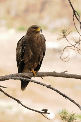 Steppe Eagle - עיט ערבות - Aquila nipalensis