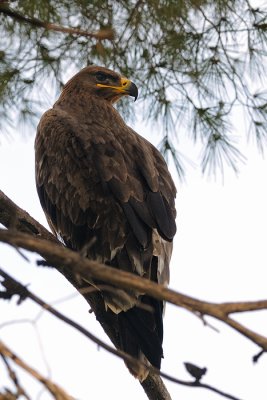 Steppe Eagle - עיט ערבות - Aquila nipalensis