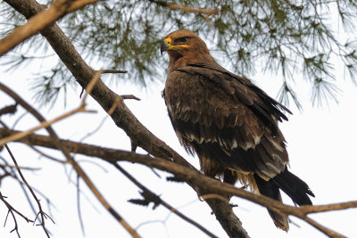 Steppe Eagle - עיט ערבות - Aquila nipalensis