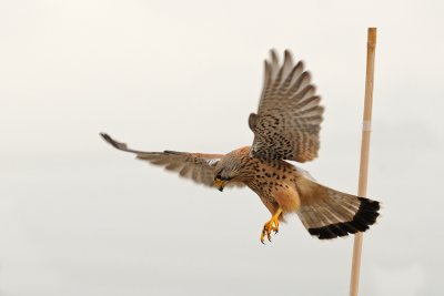 Common Kestrel - בז מצוי - Falco tinnunculus