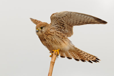 Common Kestrel - בז מצוי - Falco tinnunculus