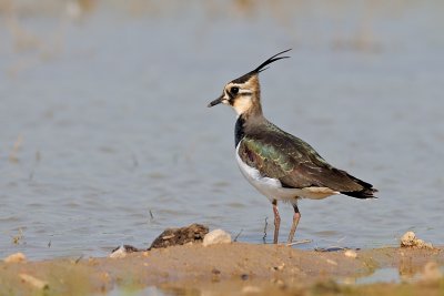 Lapwing- קיווית מצויצת -Vanellus vanellus