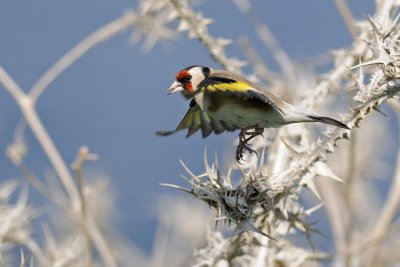 Goldfinch - חוחית - Carduelis carduelis