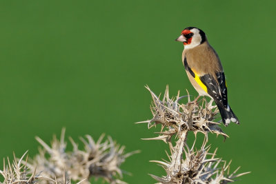 Goldfinch - חוחית - Carduelis carduelis