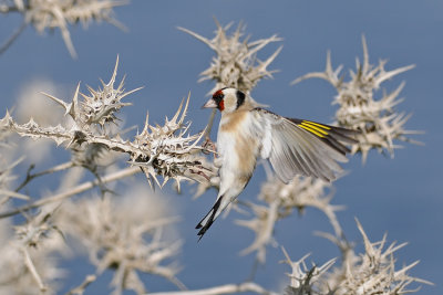 Goldfinch - חוחית - Carduelis carduelis