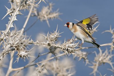 Goldfinch - חוחית - Carduelis carduelis