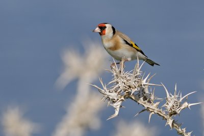 Goldfinch - חוחית - Carduelis carduelis
