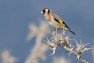 Goldfinch - חוחית - Carduelis carduelis