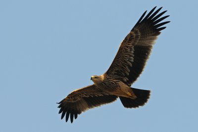 Imperial Eagle - עיט שמש - Aquila heliaca