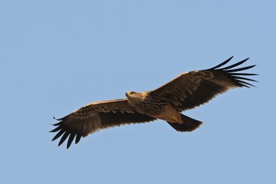 Imperial Eagle - עיט שמש - Aquila heliaca