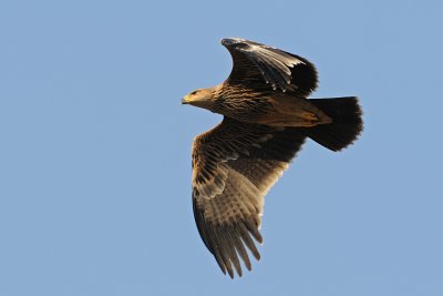Imperial Eagle - עיט שמש - Aquila heliaca