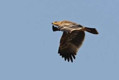 Imperial Eagle - עיט שמש - Aquila heliaca