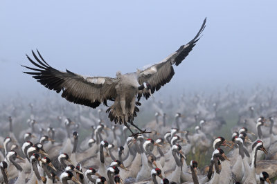 Common Crane - עגור אפור - Grus grus