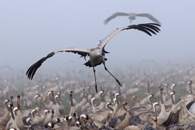 Common Crane - עגור אפור - Grus grus
