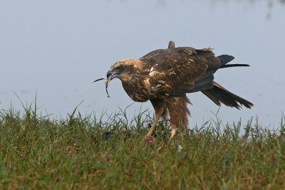 Marsh Harrier - זרון סוף - Circus aeruginosus