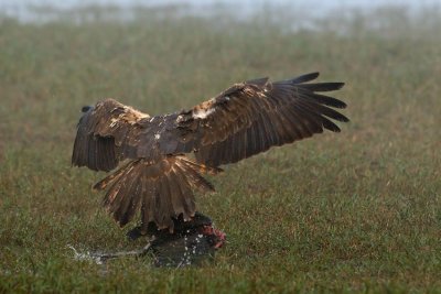 Marsh Harrier - זרון סוף - Circus aeruginosus